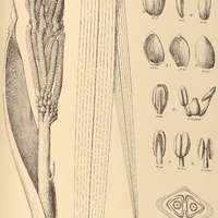 106. BARCELLA odora.