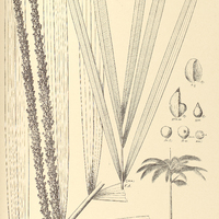 107. EUTERPE oleracea.