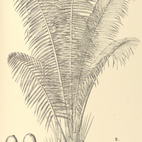 108. OENOCARPUS I. Bataua, II. minor, III. Bacaba.