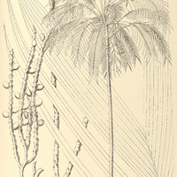 110. GEONOMA fiscellaria.