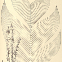 111. GEONOMA rubescens.