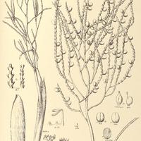 113. GEONOMA Schottiana.