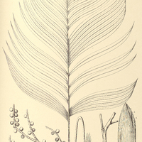 114. GEONOMA Weddelliana.