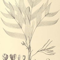 115. GEONOMA Wittigiana.