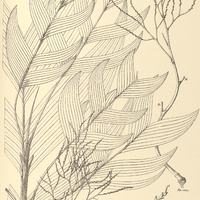 116. GEONOMA Gastoniana.