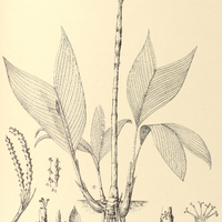 117. GEONOMA caespitosa.