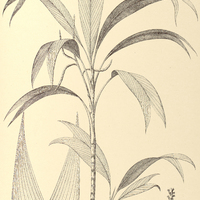 118. GEONOMA Porteana.