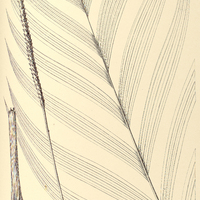 119. GEONOMA Olfersiana.