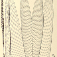 120. GEONOMA bifurca.