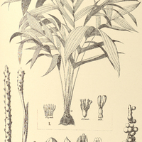121. GEONOMA I. acaulis, II. elegans var. robusta.