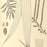 122. CALYPTRONOMA robusta.