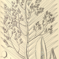 123. LEOPOLDINIA I. insignis, II. pulchra.