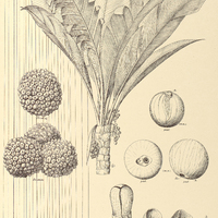 124. MANICARIA saccifera.