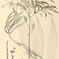 125. CHAMAEDOREA lanceolata.