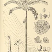 126. IRIARTEA I. exorrhiza, II. ventricosa.