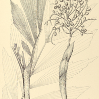 127. I. IRIARTEA setigera. II. CATOBLASTUS pubescens var. crinocarpa.