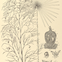 128. COPERNICIA cerifera.