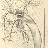 129. TRITHRINAX Brasiliensis.