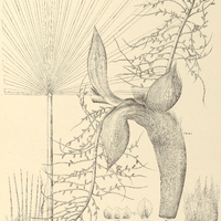 130. TRITHRINAX shizophylla.