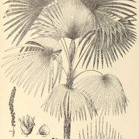 131. TRITHRINAX acanthocoma.