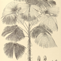 132. ACANTHORRHIZA I. Warscewiczii, II. aculeata.