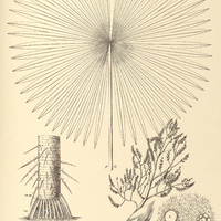 133. ACANTHORRHIZA Warscewiczii.