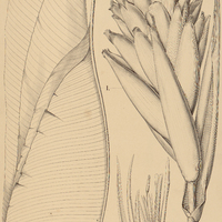 1. MUSA I. coccinea, II. Sapientum ; III. RAVENALA guyanensis