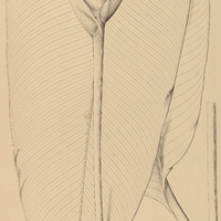 2. HELICONIA I. dasyantha, II. conferta.