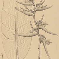 3. HELICONIA episcopalis.