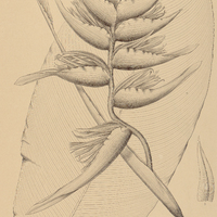 4. HELICONIA villosa.