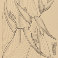 5. HELICONIA Bihai.