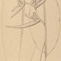 6. HELICONIA brasiliensis.