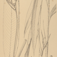 7. HELICONIA I. psittacorum, II. var. spathacea.