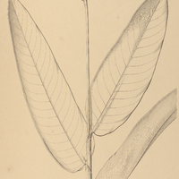 8. HELICONIA cannoidea.