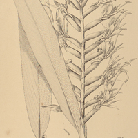 9. HEDYCHIUM Gardnerianum.