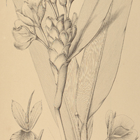 10. I. HEDYCHIUM coronarium var. maximum ; II. KAEMPFERIA rotunda.