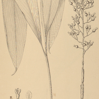 11. RENEALMIA I. occidentalis, II. var. longipes, III. R. racemosa.