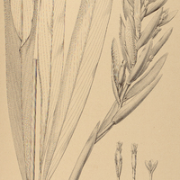 12. RENEALMIA chrysotrida.