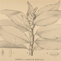 13. COSTUS I. spiralis, II. Malortieanus.