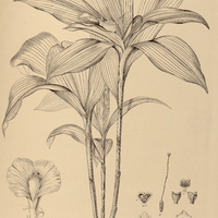 14. COSTUS Warmingii.