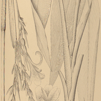 16. CANNA glauca.