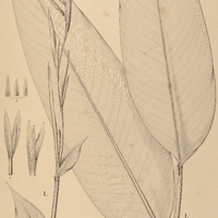 17. CANNA I. denudata, II. flaccida.