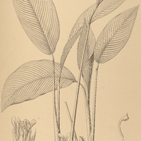19. CALATHEA flavescens.