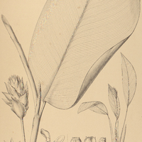 20. CALATHEA I. micans, II. Eichleri.