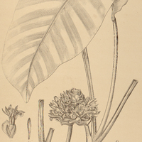 22. CALATHEA zebrina.