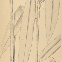 23. CALATHEA I. logifolia, II. concolor.