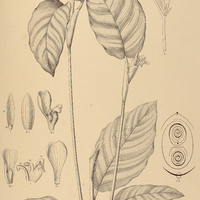 24. CALATHEA Lietzei.