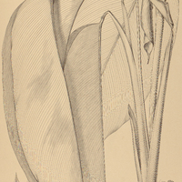 26. CALATHEA Lindbergii.