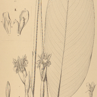 28. CALATHEA I. zigniberina, II. angustifolia.