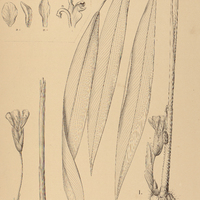 29. CALATHEA I. Neovidii, II. eximia.